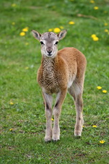 Young mouflon