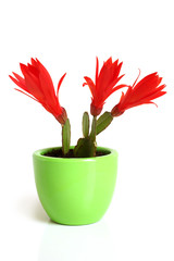 Christmas cactus. Schlumbergera.