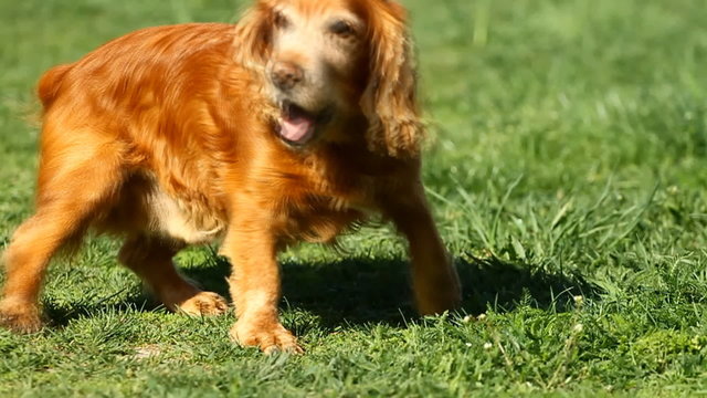 Happy English cocker spaniel  laying in a grass