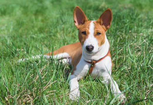 Little Basenji puppy having rest on a grass at sunny day.
