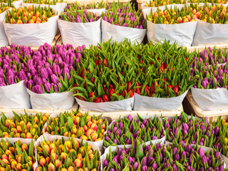 Assortment of colorful tulips in a flower shop