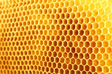 plaster pszczeli - obrazy, fototapety, plakaty