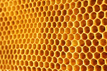 plaster pszczeli - obrazy, fototapety, plakaty