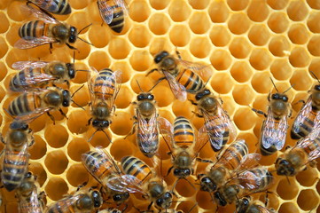 Pszczoły na plastrze miodu - obrazy, fototapety, plakaty