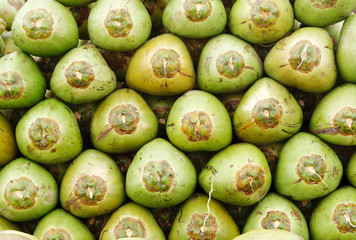 Stack of fresh green coconuts