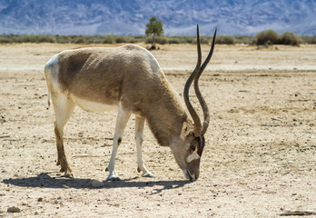 Antelope, the Arabian oryx in Israeli nature reserve near Eilat