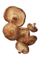 Shitake mushrooms isolated on white background, close up