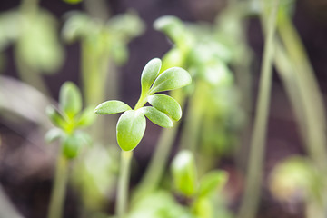 cress salad growth