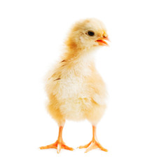 Cute chick