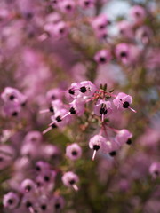 ジャノメエリカ