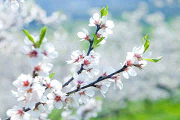 Printed roller blinds Cherryblossom cherry tree in blossom