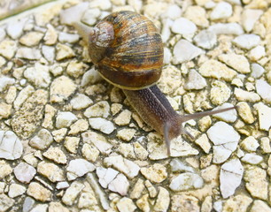 escargot petit gris sur le sol