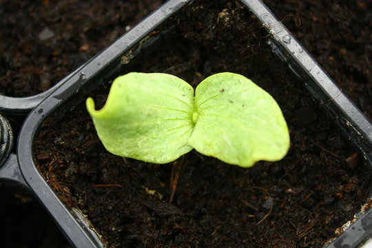 jeune plantule en godet