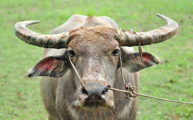 water buffalo