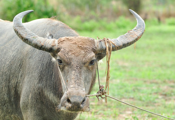 Fototapeta premium water buffalo