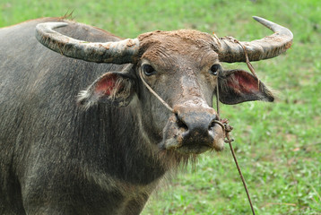 water buffalo