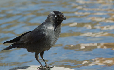Jackdaw