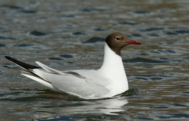 Black-headed gull