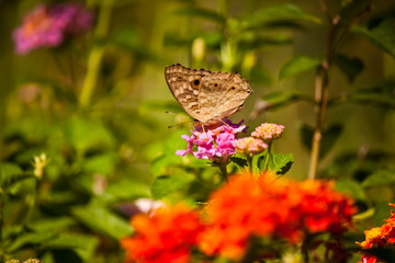 beauty butterfly with flower