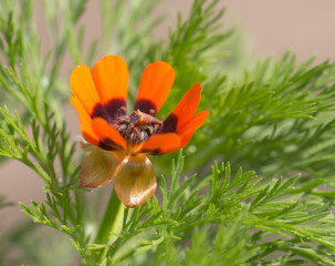 beautiful orange flower in nature