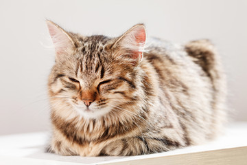 cat relaxes and dreams