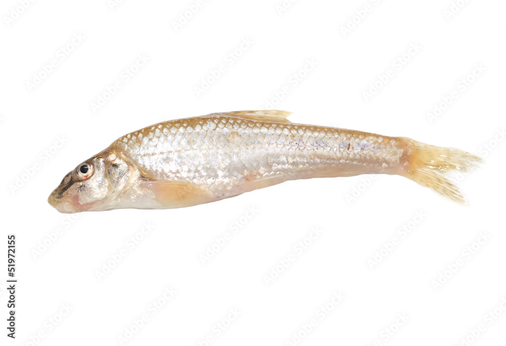 Poster gudgeon fish on a white background