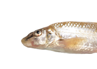 gudgeon fish on a white background