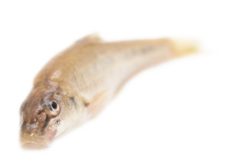 gudgeon fish on a white background