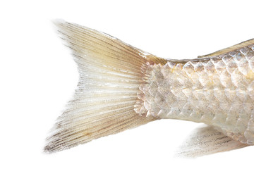 fish tail on a white background. macro - obrazy, fototapety, plakaty