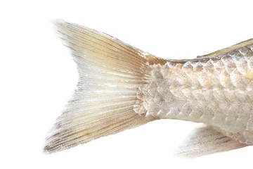 Foto op Canvas fish tail on a white background. macro © schankz