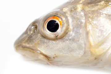 fish head on a white background. macro