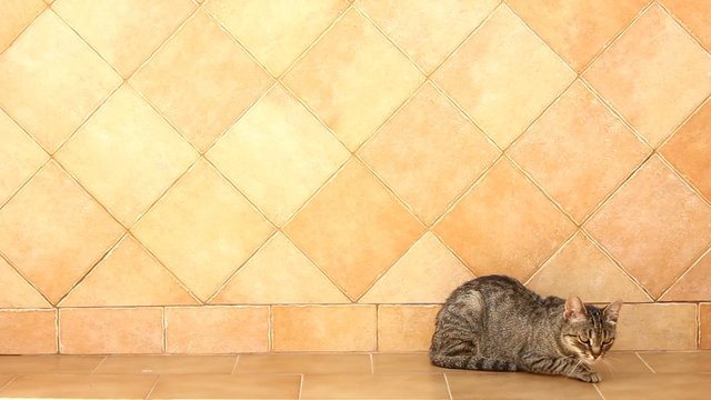 Fondo de azulejos con un gato tumbado