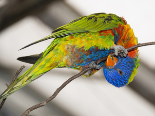rainbow lorikeet parrot on a branch