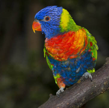 Rainbow Lorikeet Parrot