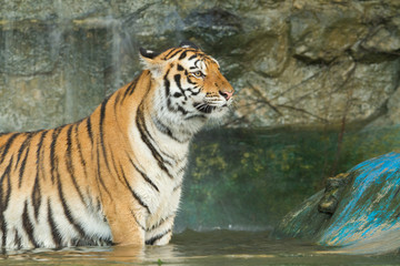 Naklejka na ściany i meble Tiger, dziki kot w dżungli