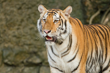 Fototapeta na wymiar Tiger, dziki kot w dżungli