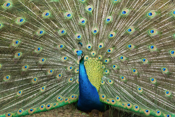 Obraz premium peacock displaying plumage