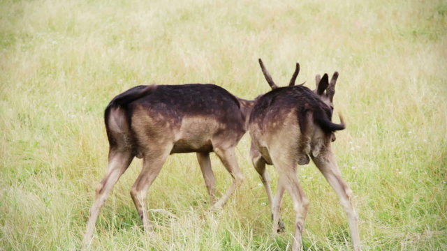 Two Black Daim Fighting for fun
