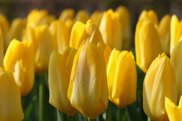 Naklejka premium Yellow tulips in spring time, close up