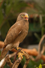 Buzzard,Rufous-winged Buzzard