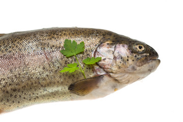 Fresh raw rainbow trout