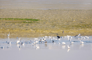 Seagulls, Heron and Cormorants during low tide of water © Dr Ajay Kumar Singh