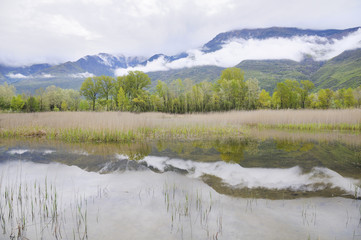 Malpasso lake, cane thicket, Valsusa, Italy