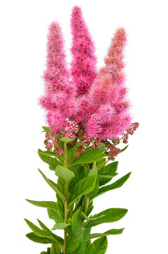 Bouquet of astilbe flowers