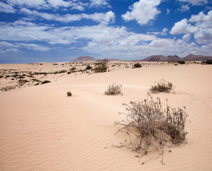 Fototapeta na wymiar Northern Fuerteventura, Wydmy w Corralejo