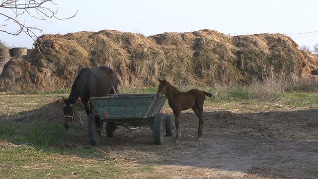 A horse with a foal