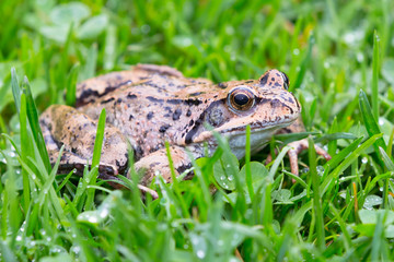 Frosch im grünen Gras