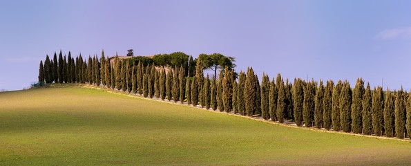 Country Aveneu (Tuscany)