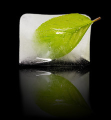 green leaf in the ice on a black background