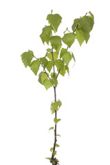 Fototapeta premium seedling birch